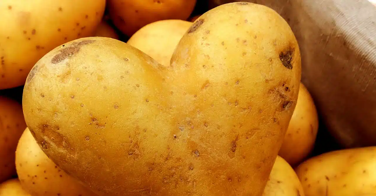 Pommes de terre crues et tranchées sur une planche en bois