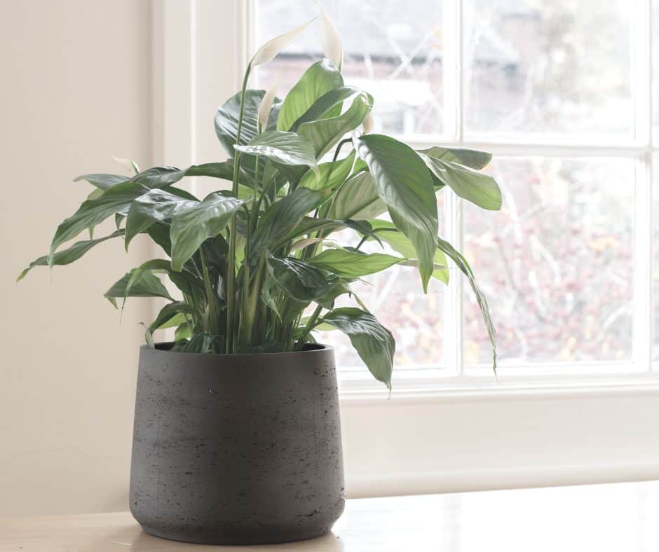 Erreurs d'entretien courantes du lis de la paix