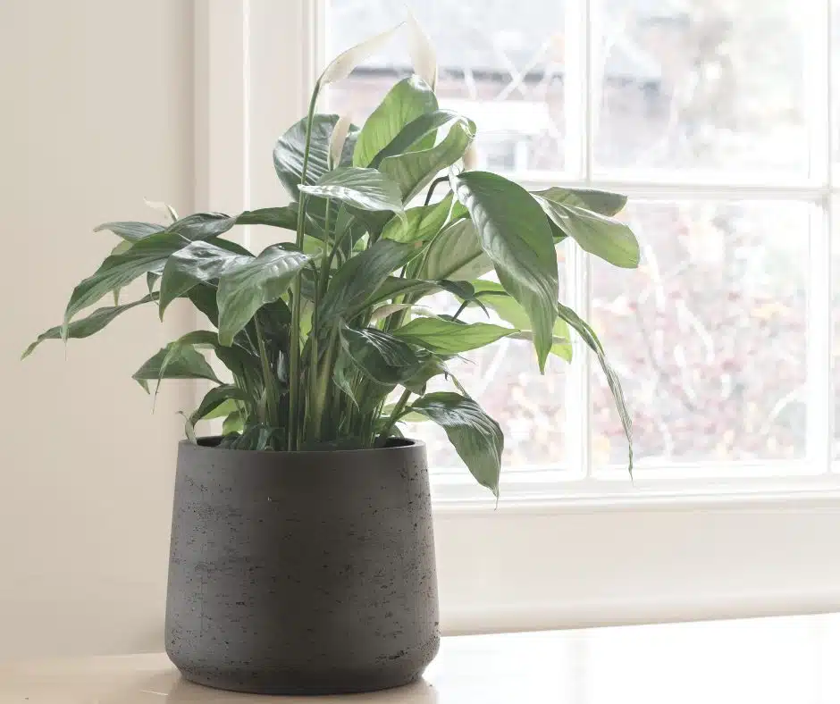 Erreurs d'entretien courantes du lis de la paix