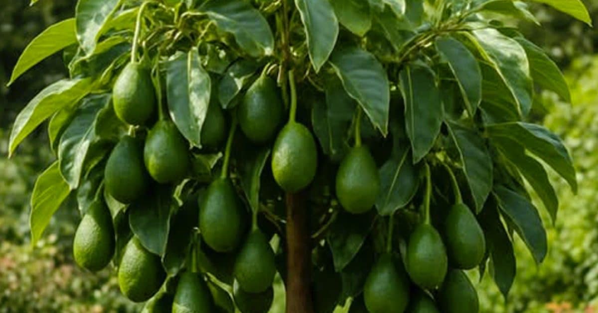10 conseils pour faire pousser des avocats en pot et les faire fructifier