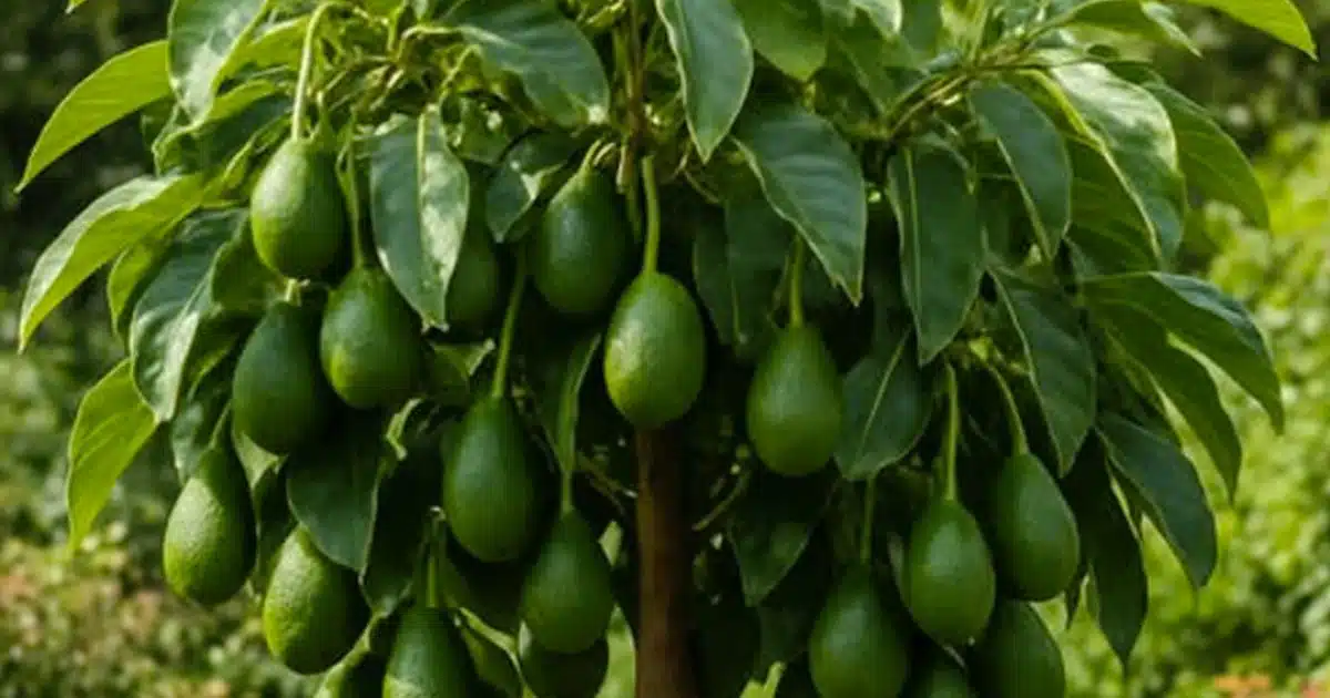 10 conseils pour faire pousser des avocats en pot et les faire fructifier