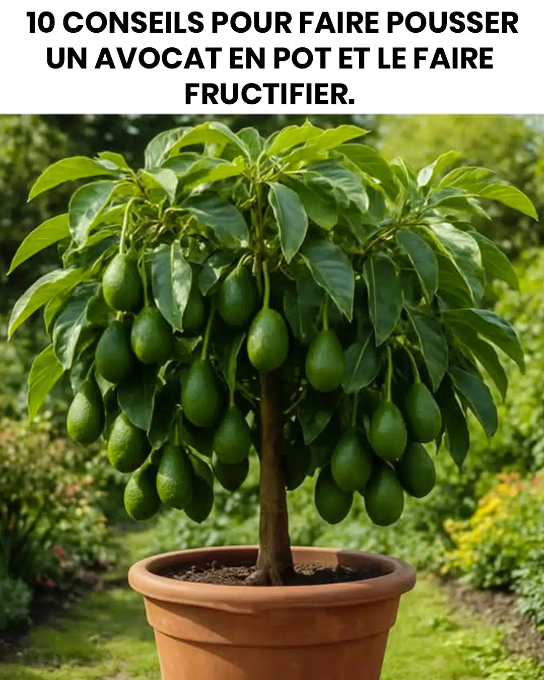 10 conseils pour faire pousser des avocats en pot et les faire fructifier