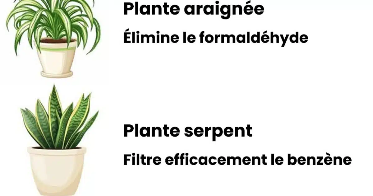 10 plantes purificatrices d'air pour une maison plus saine