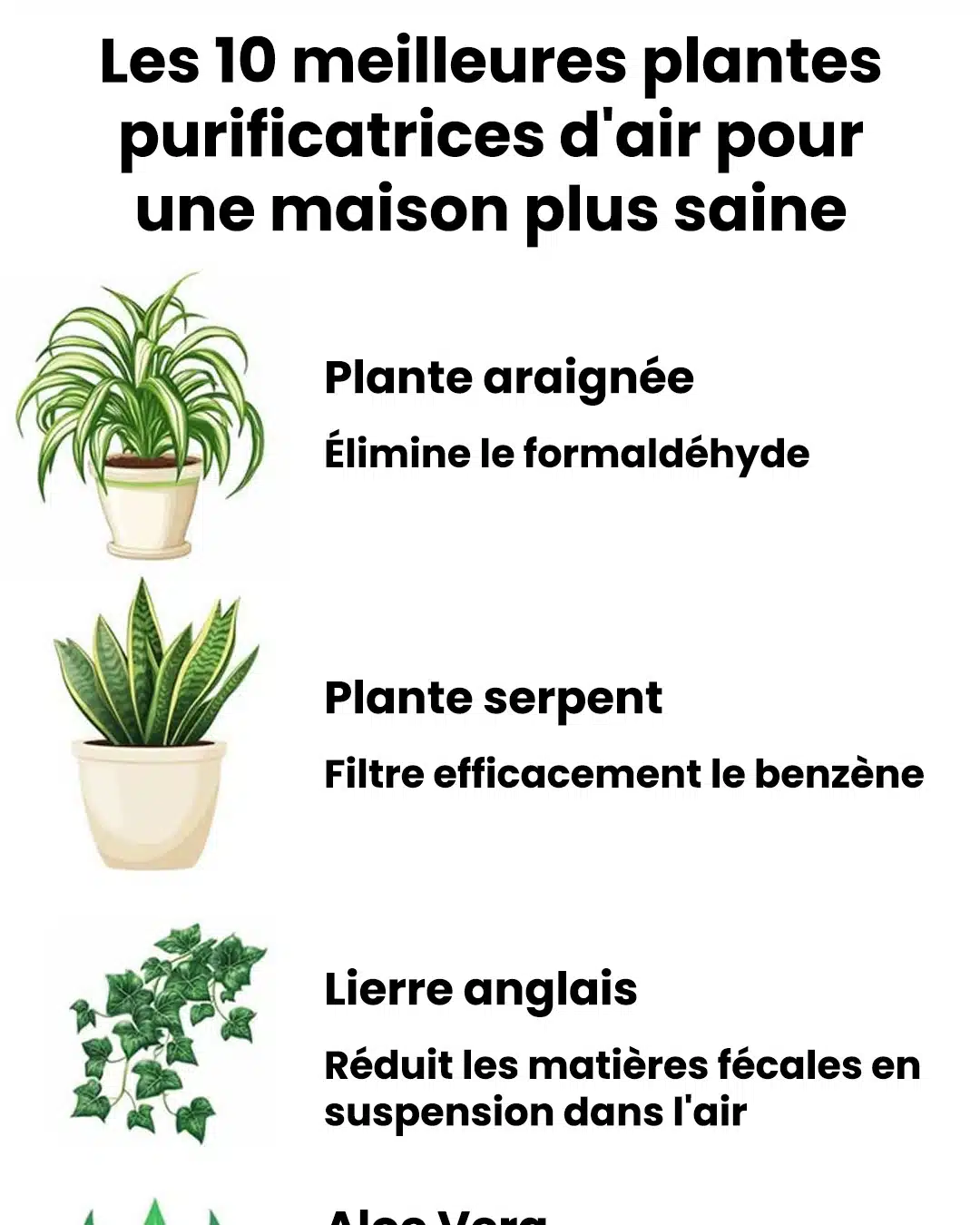 10 plantes purificatrices d'air pour une maison plus saine
