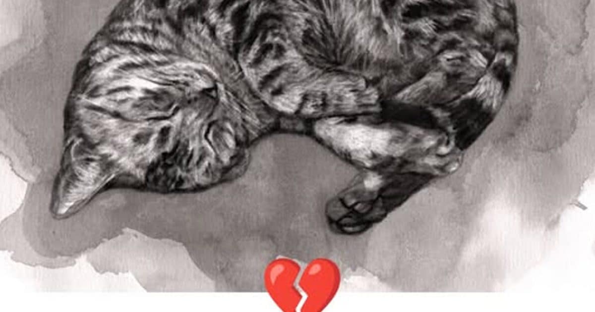 11 signes que votre chat approche de la fin