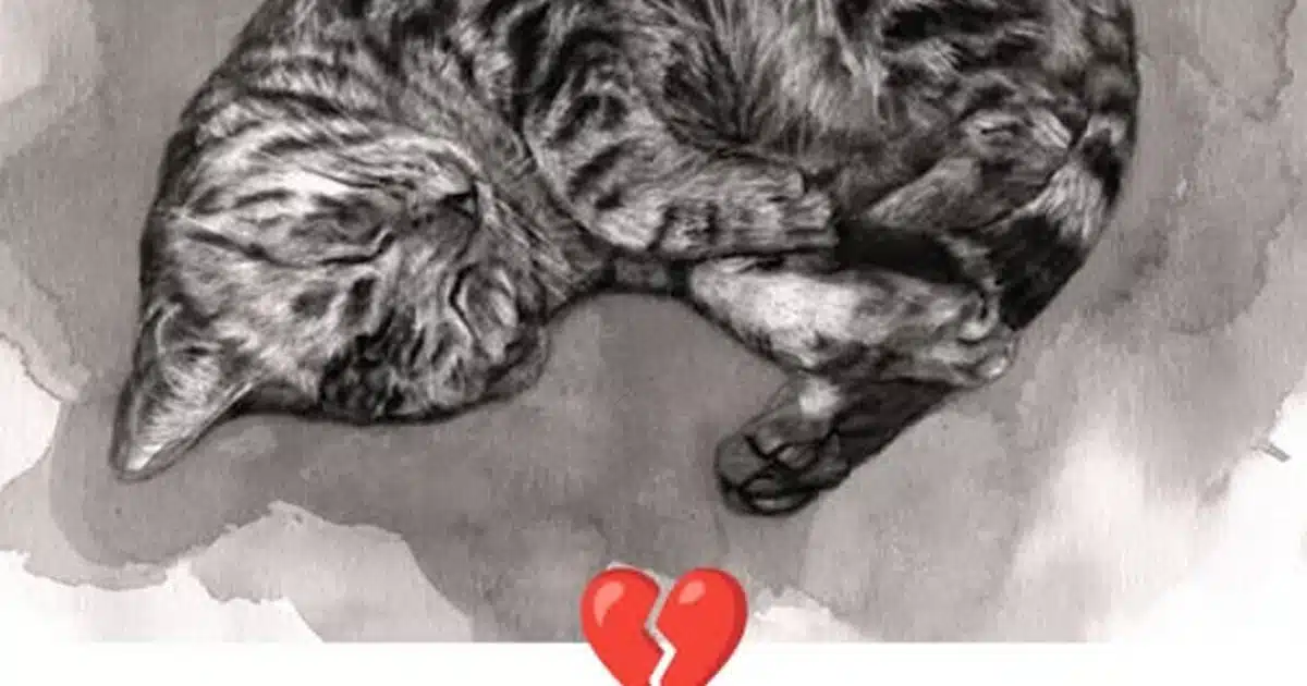 11 signes que votre chat approche de la fin