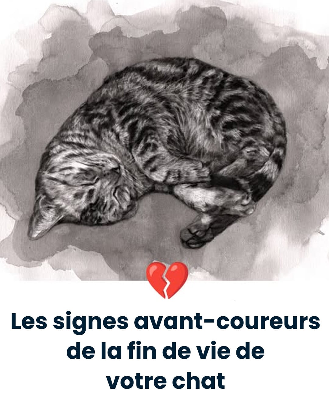 11 signes que votre chat approche de la fin