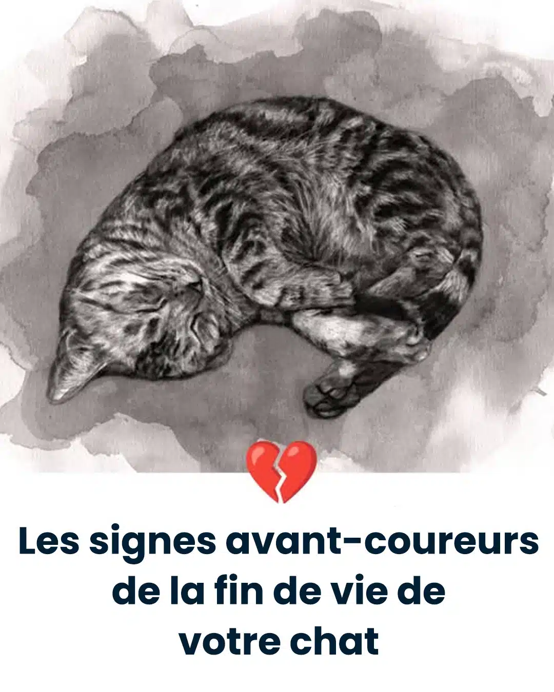 11 signes que votre chat approche de la fin