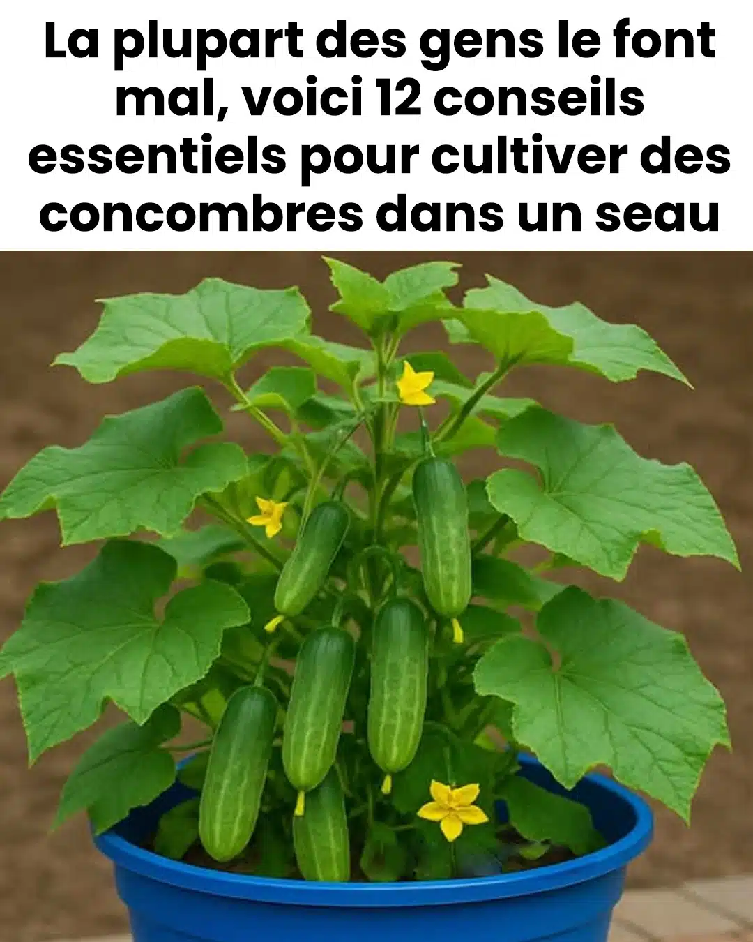12 conseils essentiels pour cultiver des concombres dans un sceau