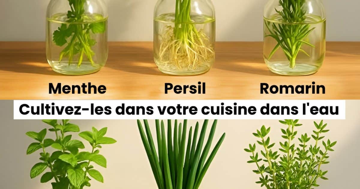 12 plantes qui poussent et fleurissent dans l'eau, pas besoin d'utiliser de terre