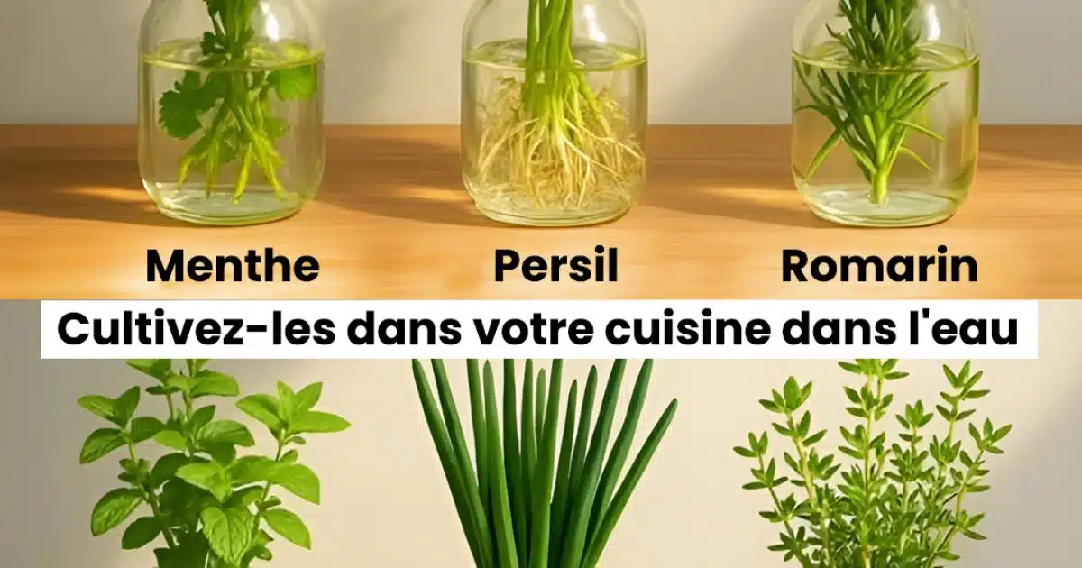 12 plantes qui poussent et fleurissent dans l'eau, pas besoin d'utiliser de terre