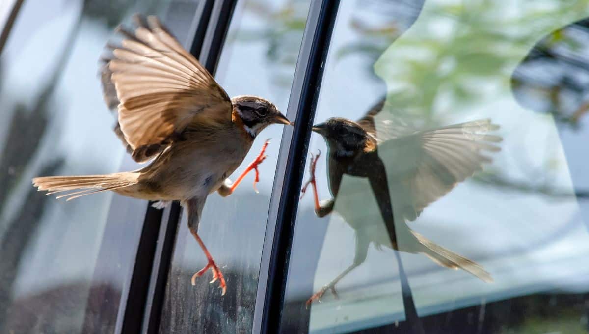 Oiseau perché sur un rebord de fenêtre, regardant à l'intérieur