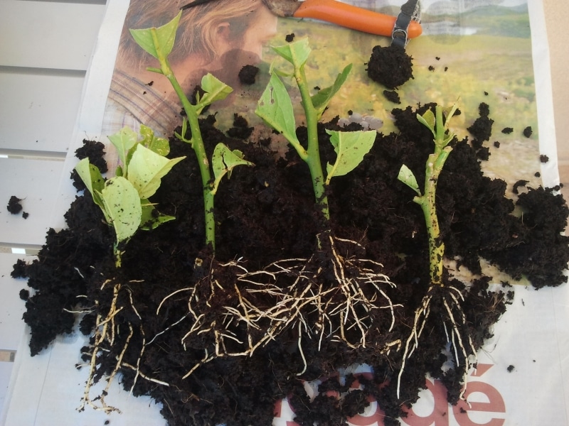 Jeune plant de citronnier en pot, prêt à être transplanté