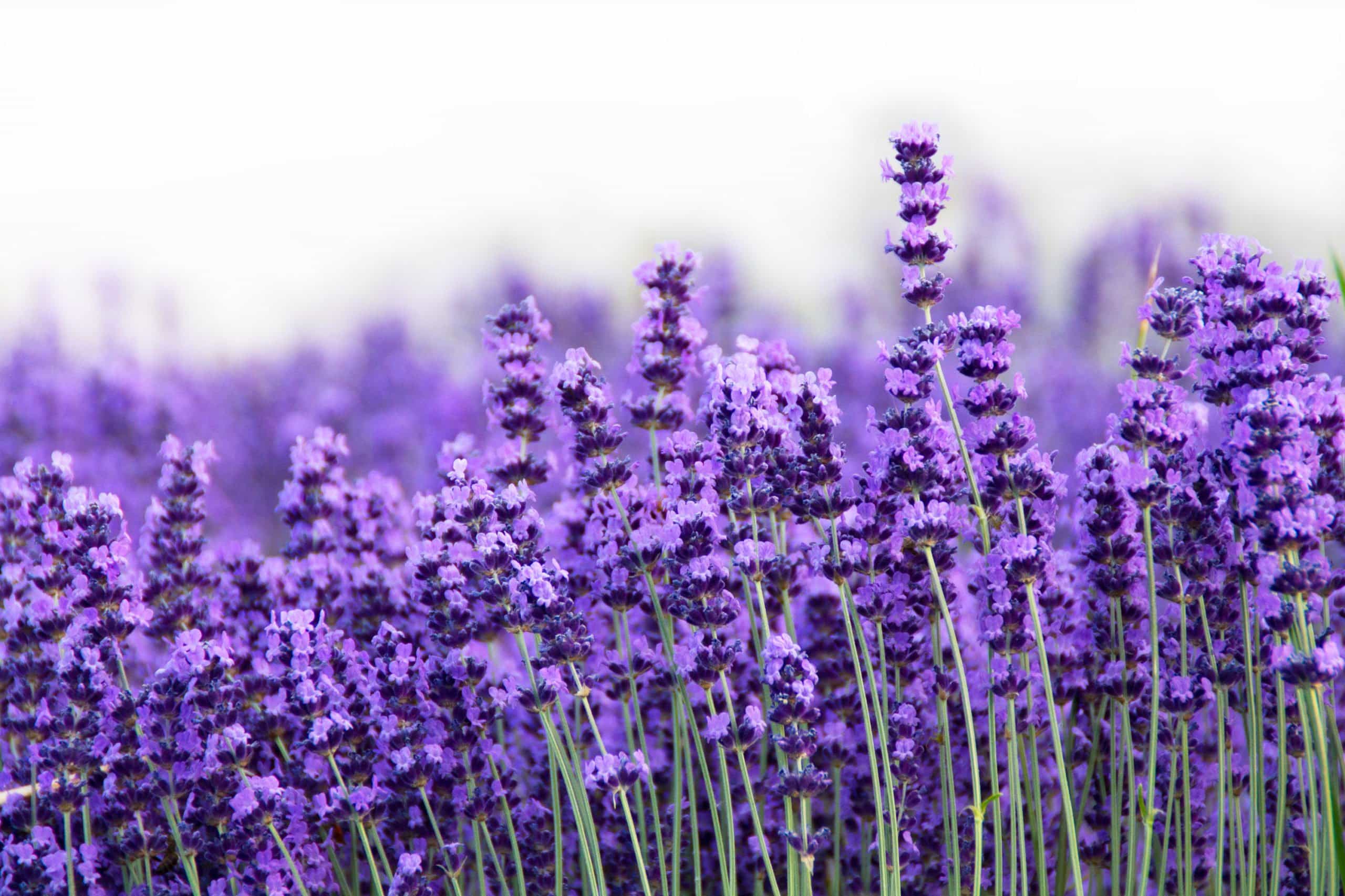Bouquet de lavande fraîche en gros plan