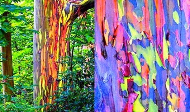 25-choses-extremement-bizarres-qui-se-passent-actuellement-sur-la-planete-terre-1
