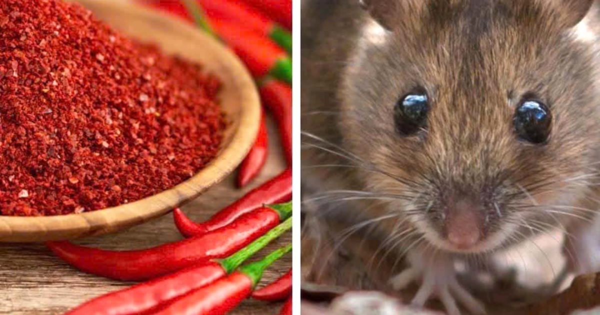 3 astuces pour éloigner les souris de la maison