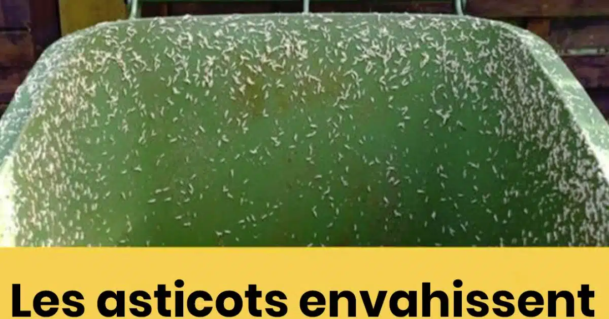 4 astuces efficaces pour éliminer les asticots dans votre poubelle extérieure