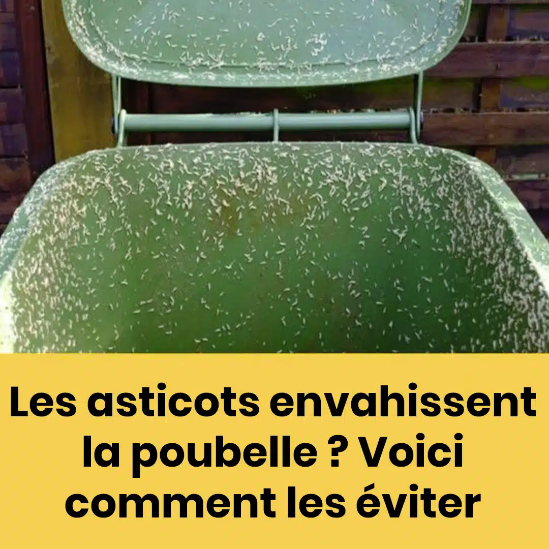 4 astuces efficaces pour éliminer les asticots dans votre poubelle extérieure