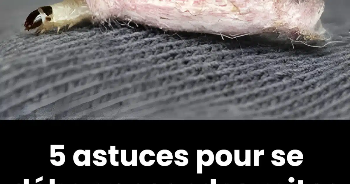 5 astuces pour se débarrasser des mites pour de bon