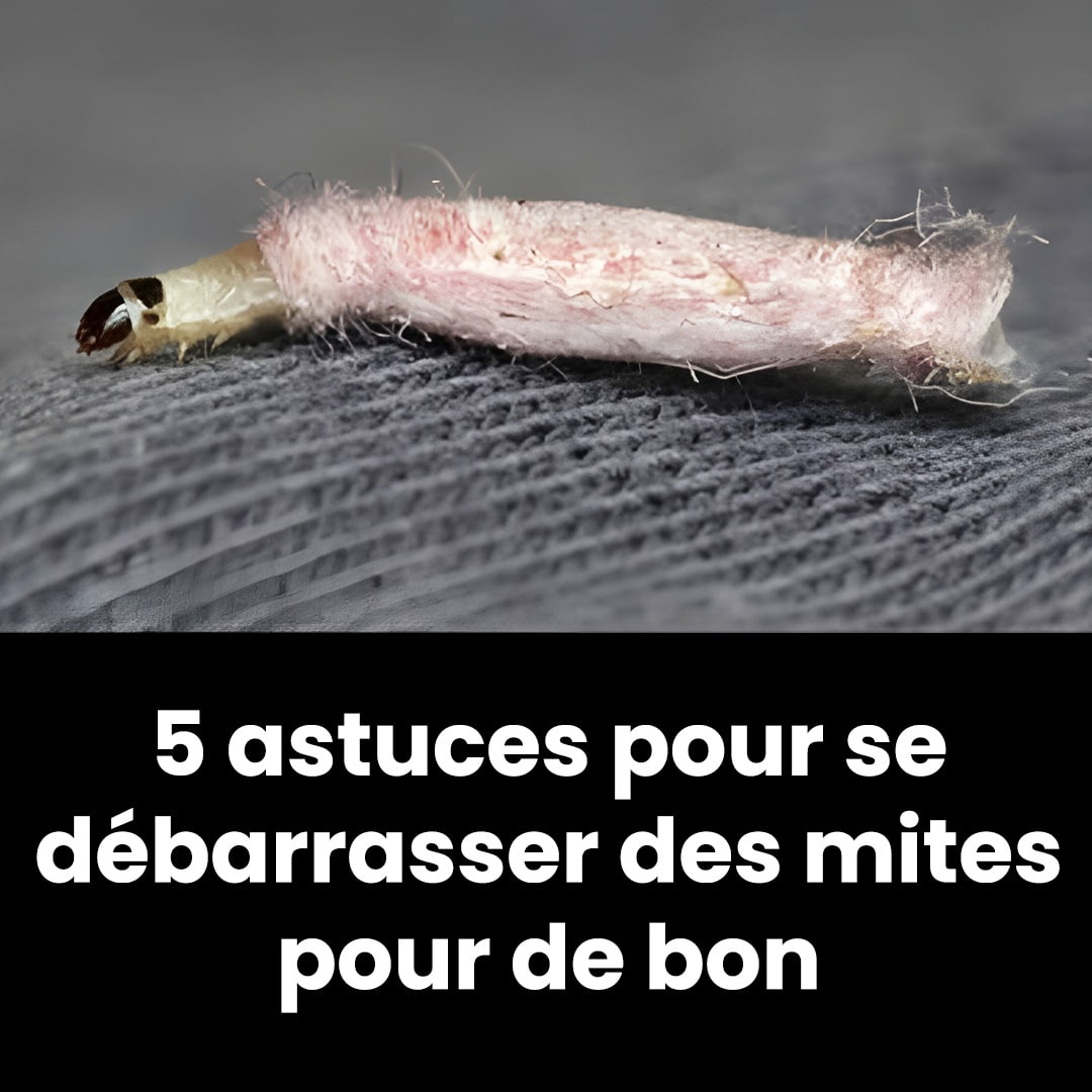 5 astuces pour se débarrasser des mites pour de bon