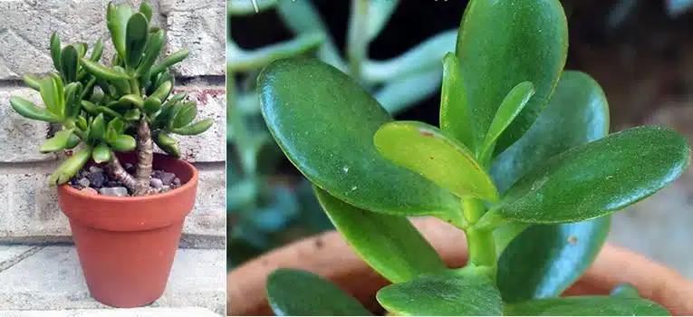 Crassula arborescente, ou arbre de jade, en pot