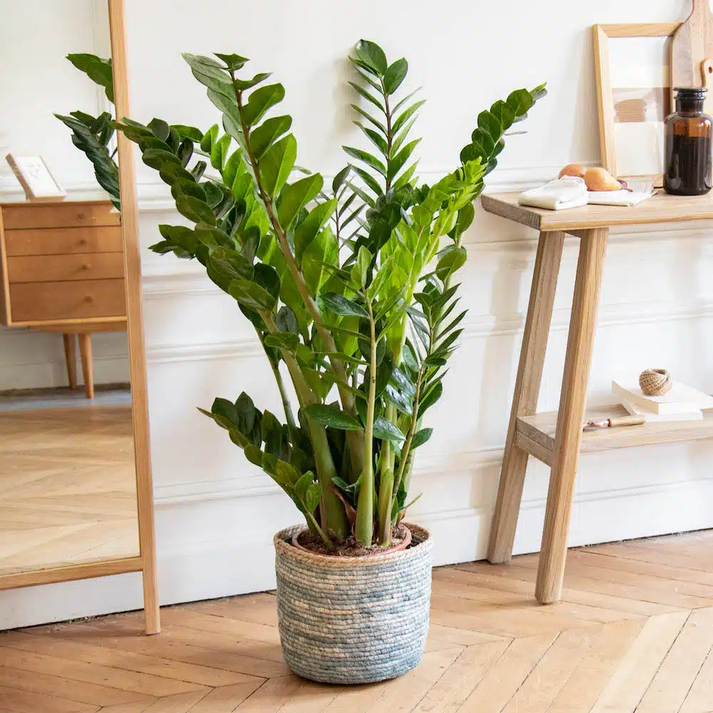 Zamioculcas zamiifolia, une plante verte aux feuilles brillantes et épaisses