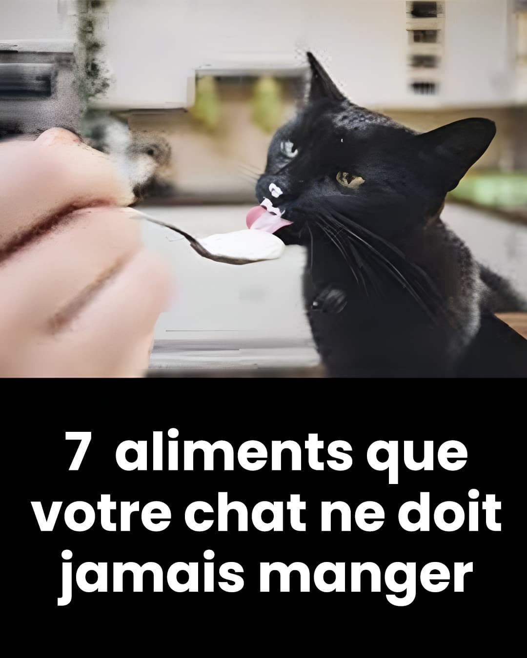 7 aliments que vous ne devez pas donner à votre chat