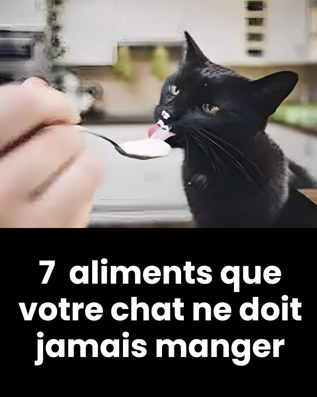 7 aliments que vous ne devez pas donner à votre chat