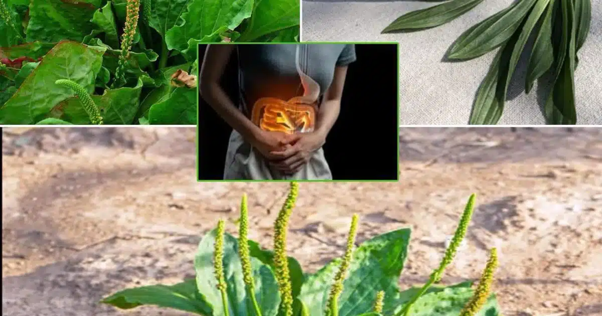 7 avantages et utilisations de cette herbe présente dans nos jardins