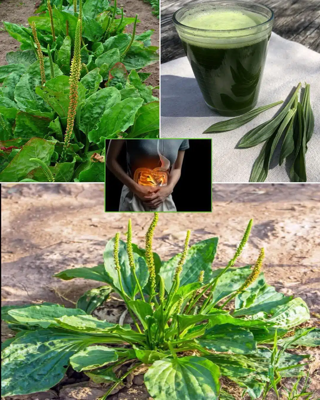 7 avantages et utilisations de cette herbe présente dans nos jardins