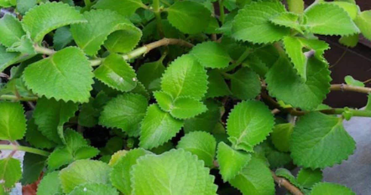 7 bienfaits de l’origan