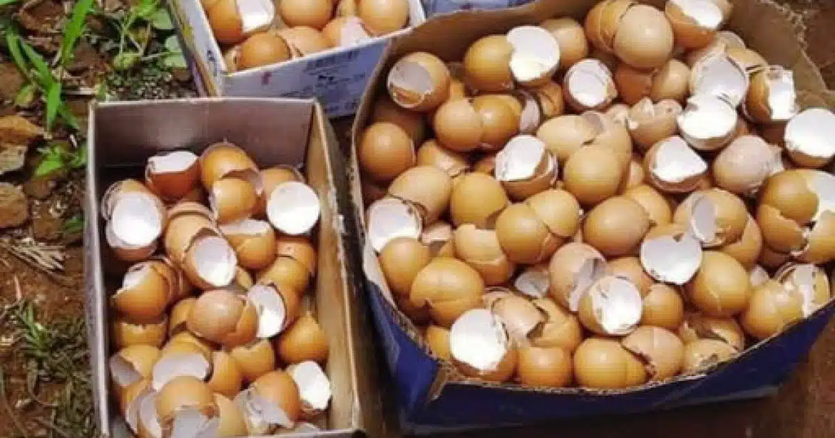 7 façons de réutiliser les coquilles d'œufs pour une maison et un jardin plus écologiques