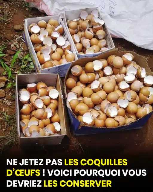 7 façons de réutiliser les coquilles d'œufs pour une maison et un jardin plus écologiques