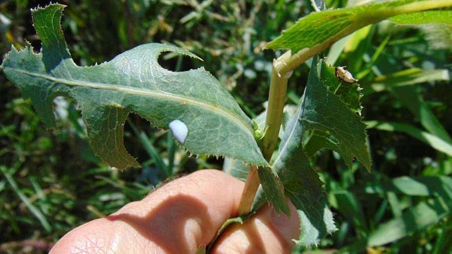 Préparations à base de laitue sauvage