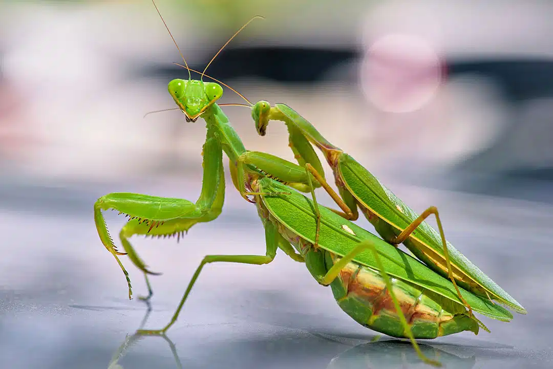 Mante religieuse sur une branche, dans un environnement naturel