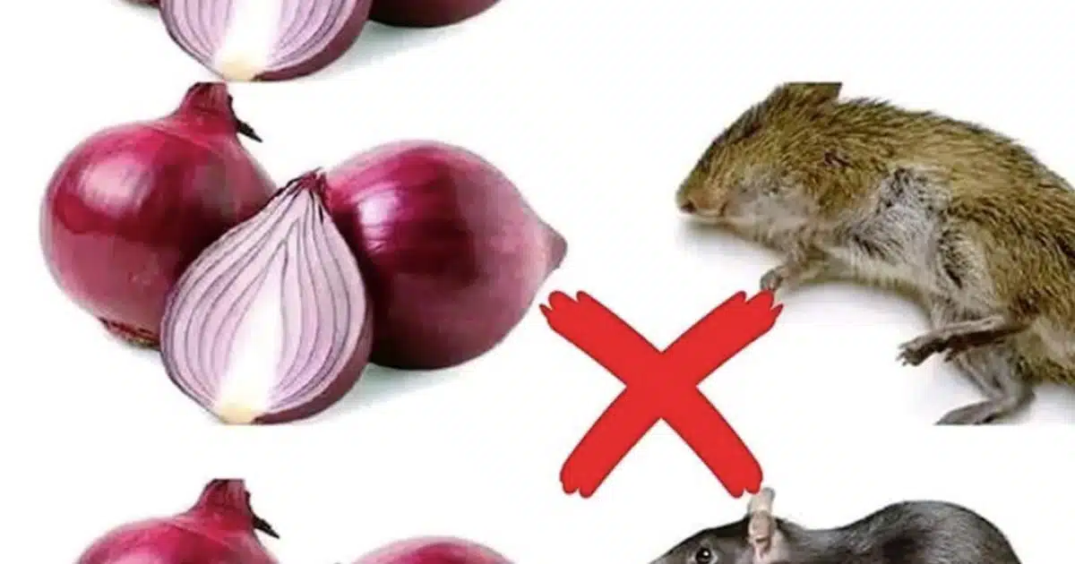 9 astuces pour éloigner les rats de chez vous