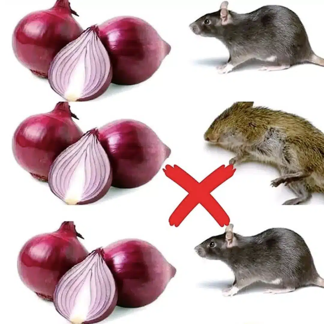 9 astuces pour éloigner les rats de chez vous