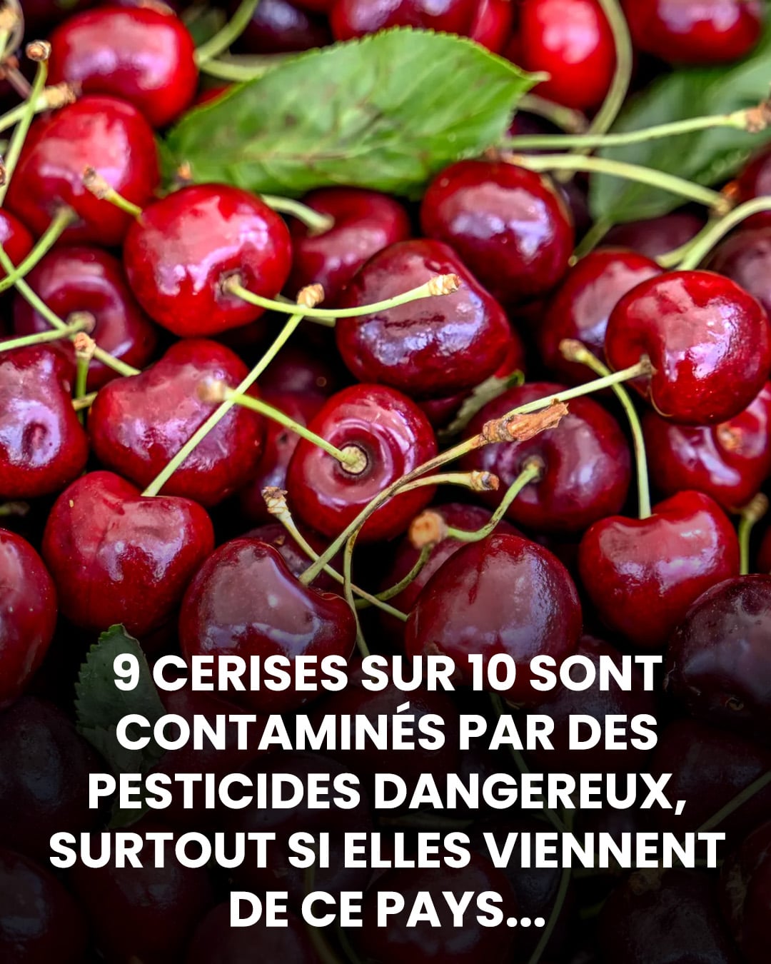 9 cerises sur 10 sont contaminées par des pesticides nocifs, en particulier lorsqu’elles proviennent de ce pays