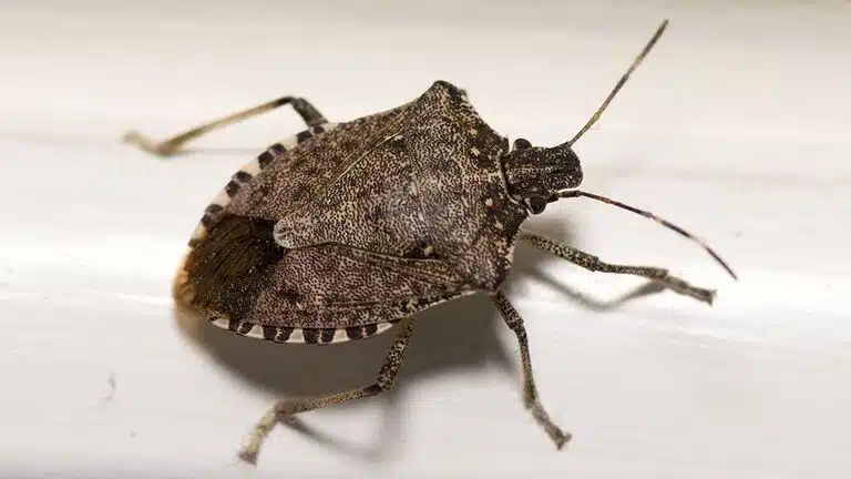 Méthode de capture douce d'une punaise