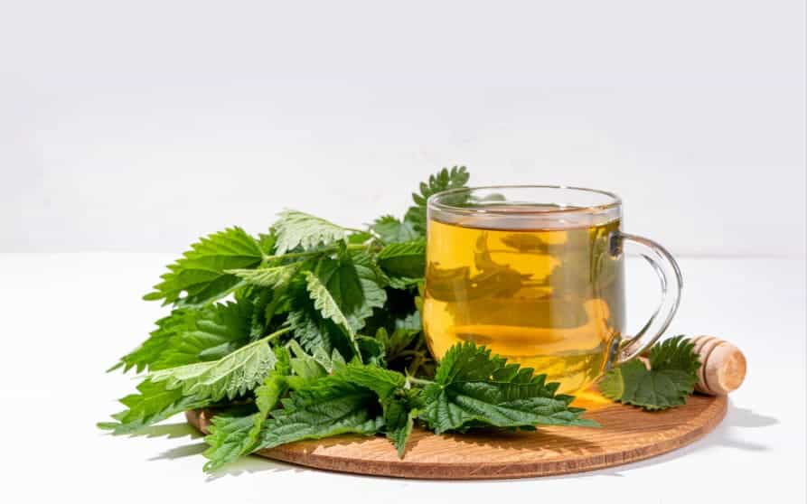 Alternatives naturelles contre les pucerons