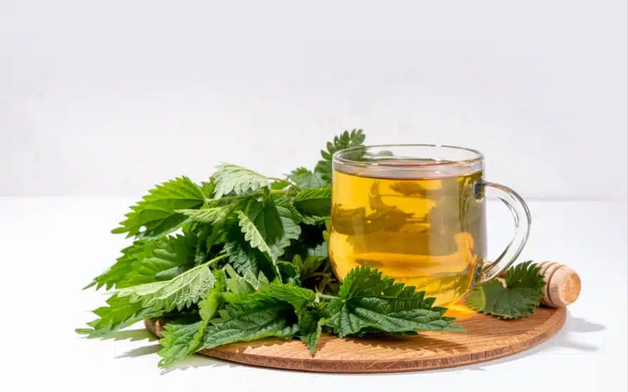 Alternatives naturelles contre les pucerons