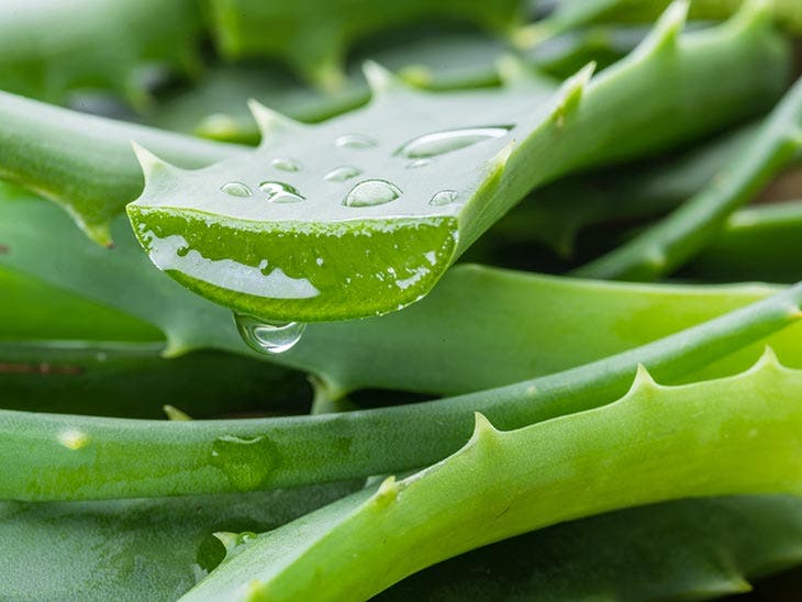 Aloe vera
