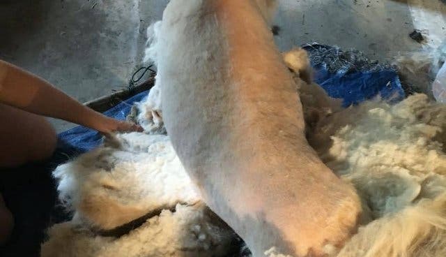 Ce chien était prisonnier et son manteau pesait 15 kg