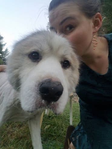 Ce chien était prisonnier et son manteau pesait 15 kg