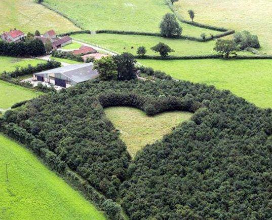Cet homme plante 6 000 arbres pour honorer son épouse morte
