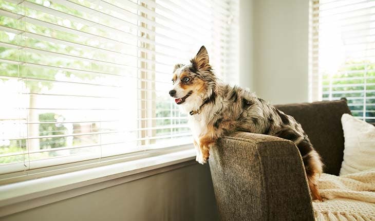 Chien 