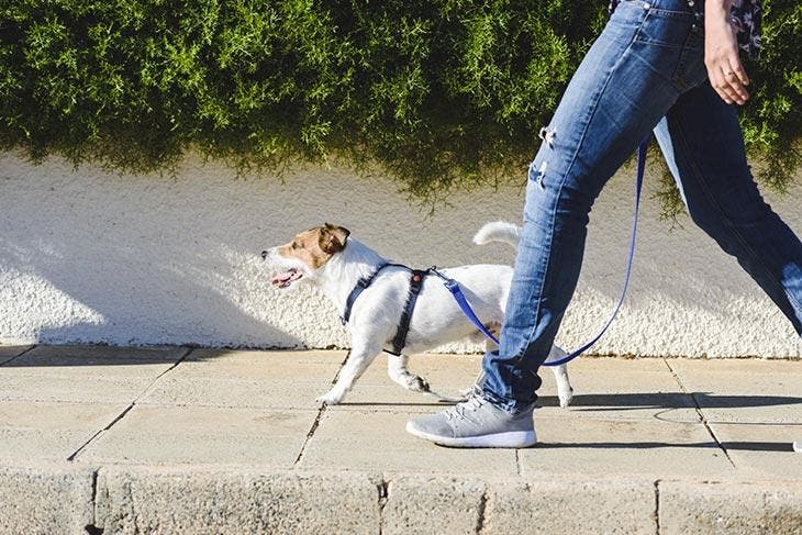 Chien avec harnais