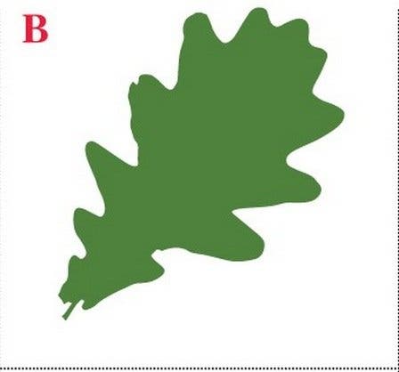 Choisissez une feuille et découvrez ce que sa forme révèle sur votre personnalité