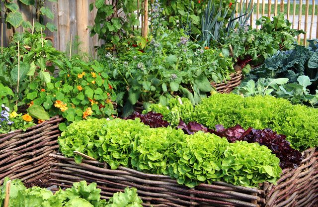 Personne pulvérisant un traitement naturel sur des plants de tomates