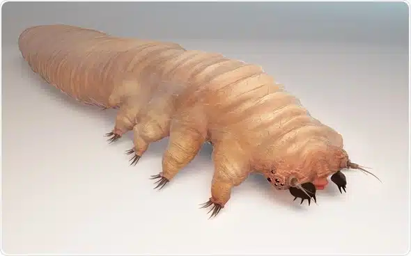 Illustration microscopique d'un acarien Demodex